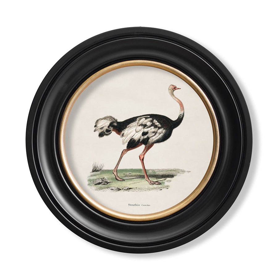 c.1846 Ostrich - Round Framed Print