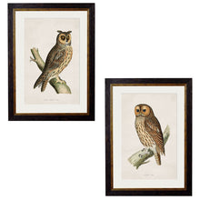 Load image into Gallery viewer, c.1870 British Owls Framed Print
