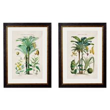 Load image into Gallery viewer, c.1877 Tropical Plants Used as Food and Clothing Framed Print
