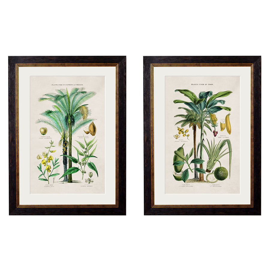 c.1877 Tropical Plants Used as Food and Clothing Framed Print