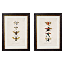 Load image into Gallery viewer, c.1892 Bees and Wasps Framed Print
