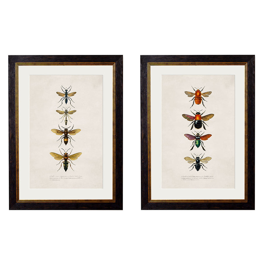 c.1892 Bees and Wasps Framed Print