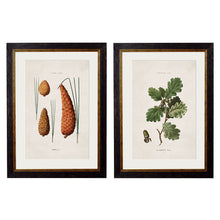 Load image into Gallery viewer, c.1819 Study of British Leaves and Pinecones Framed Print
