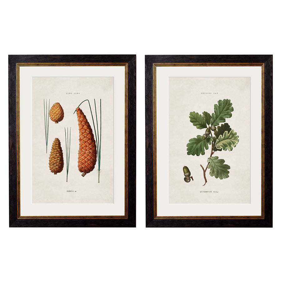 c.1819 Study of British Leaves and Pinecones Framed Print