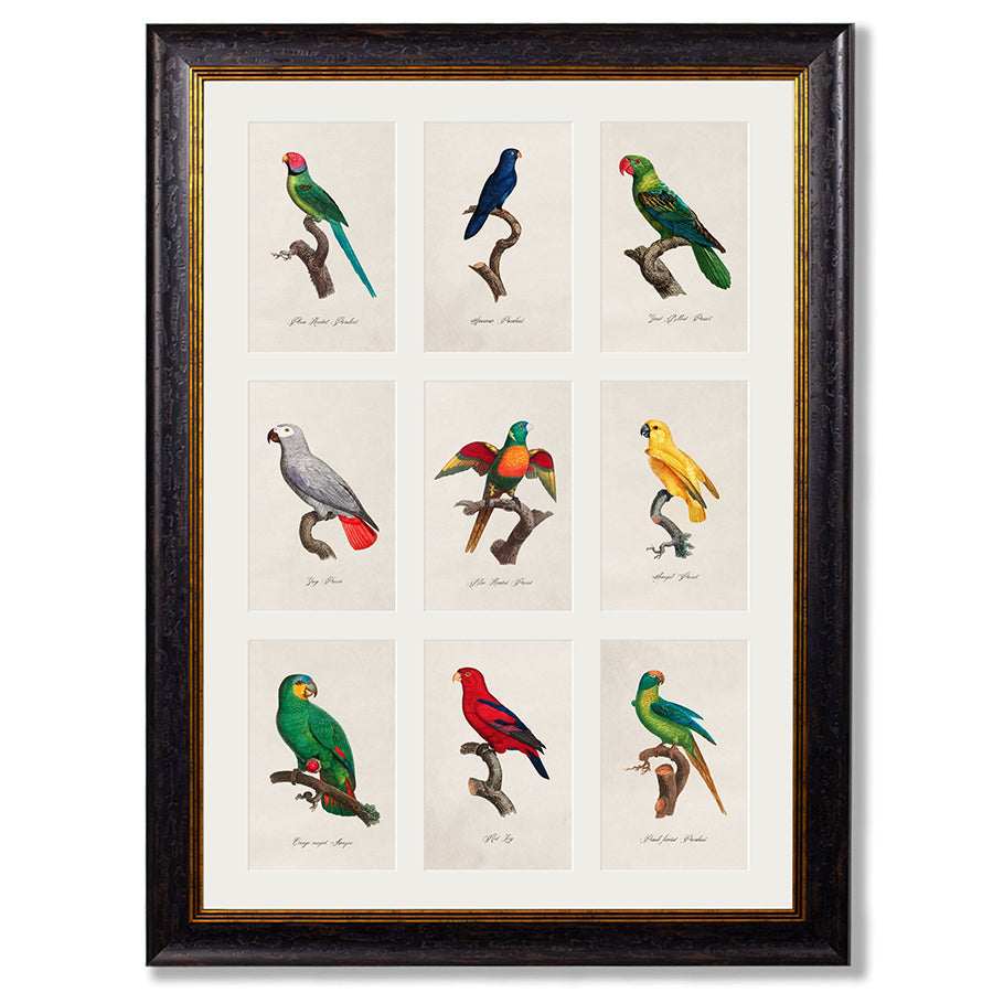 c.1833 Parrots Framed Print