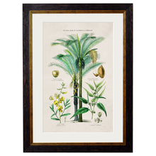 Load image into Gallery viewer, c.1877 Tropical Plants Used as Food and Clothing Framed Print
