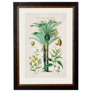 c.1877 Tropical Plants Used as Food and Clothing Framed Print