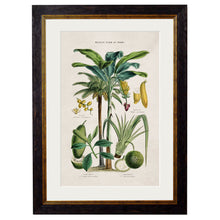 Load image into Gallery viewer, c.1877 Tropical Plants Used as Food and Clothing Framed Print
