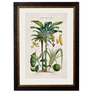 c.1877 Tropical Plants Used as Food and Clothing Framed Print