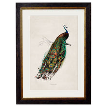 Load image into Gallery viewer, c.1847 Peacock Framed Print
