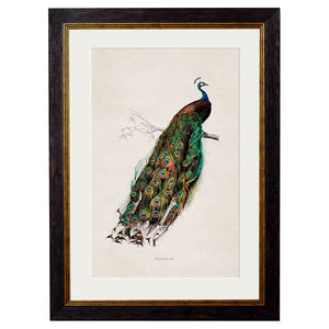 c.1847 Peacock Framed Print