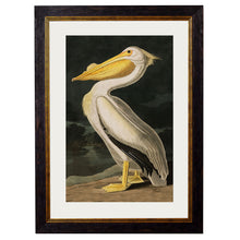 Load image into Gallery viewer, c.1838 Audubon&#39;s Birds of America Framed Print
