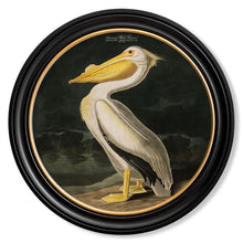 Load image into Gallery viewer, c.1838 Audubon&#39;s Birds of America in Round Framed Print
