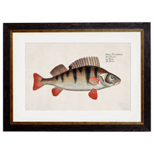 Load image into Gallery viewer, c.1785 Fresh Water Fish Framed Print
