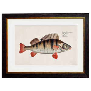 c.1785 Fresh Water Fish Framed Print