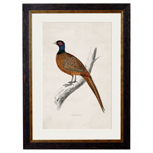 Load image into Gallery viewer, c.1850&#39;s Pheasant Framed Print
