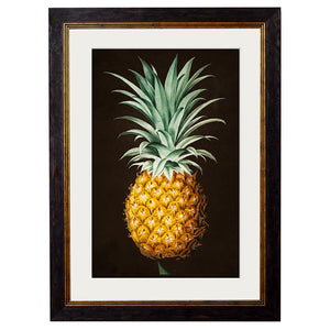 c.1812 Pineapple Study (Black) Framed Print