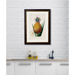 c.1843 Pineapple Plant Framed Print