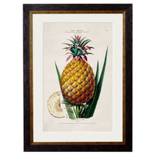 Load image into Gallery viewer, c.1843 Pineapple Plant Framed Print
