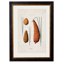 Load image into Gallery viewer, c.1819 Study of British Leaves and Pinecones Framed Print
