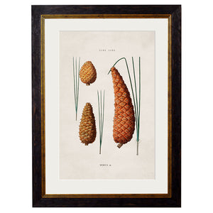 c.1819 Study of British Leaves and Pinecones Framed Print