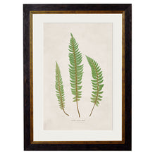 Load image into Gallery viewer, c.1831 Collection of Ferns Framed Print
