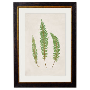 c.1831 Collection of Ferns Framed Print