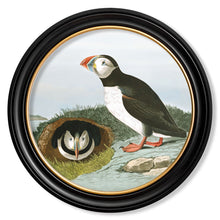 Load image into Gallery viewer, c.1838 Audubon&#39;s Puffin - Round Framed Print
