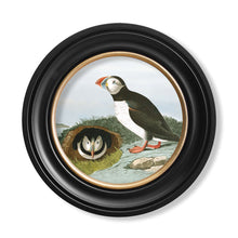 Load image into Gallery viewer, c.1838 Audubon&#39;s Puffin - Round Framed Print
