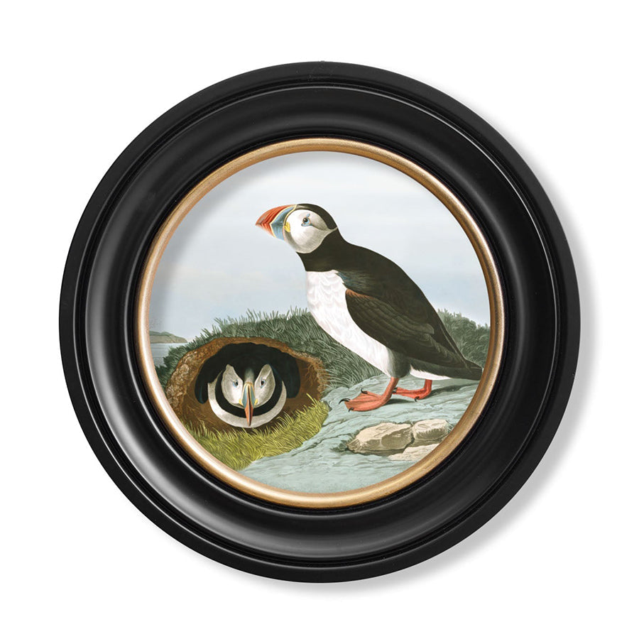 c.1838 Audubon's Puffin - Round Framed Print
