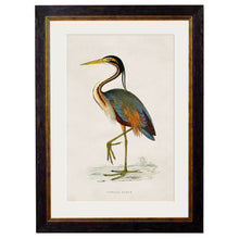 Load image into Gallery viewer, c.1850&#39;s British Wading Birds Framed Print
