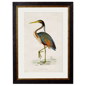 c.1850's British Wading Birds Framed Print