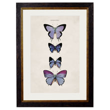 Load image into Gallery viewer, c.1835 Butterflies Framed Print
