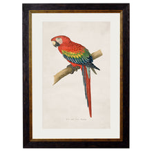 Load image into Gallery viewer, c.1884 Macaws Framed Print
