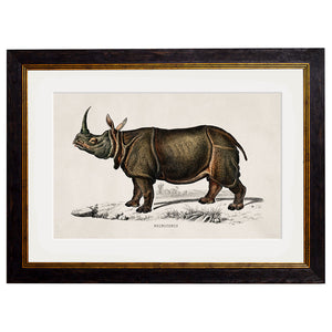 c.1846 Rhino & Hippo Framed Print