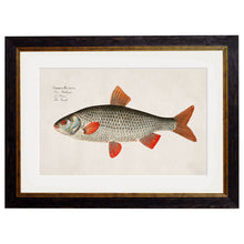 Load image into Gallery viewer, c.1785 Fresh Water Fish Framed Print
