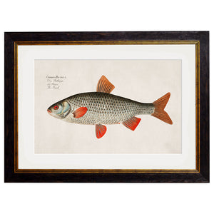 c.1785 Fresh Water Fish Framed Print