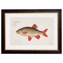 Load image into Gallery viewer, c.1785 Fresh Water Fish Framed Print
