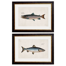 Load image into Gallery viewer, c.1785 Studies of Salmon Framed Print
