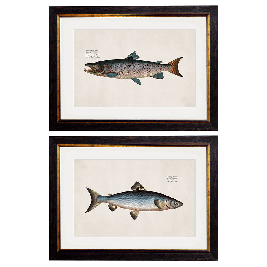 c.1785 Studies of Salmon Framed Print