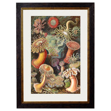 Load image into Gallery viewer, c.1904 Haeckel Flora Framed Print
