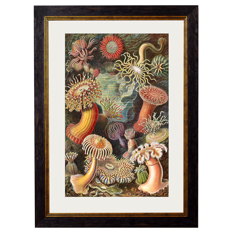 c.1904 Haeckel Flora Framed Print