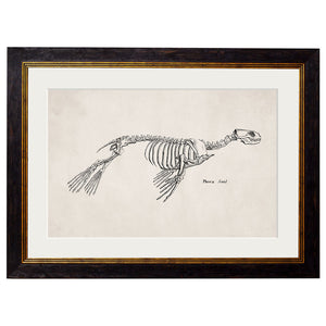 c.1870 Anatomical Skeletons Framed Print