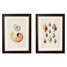 Load image into Gallery viewer, c.1848 Studies of Shells Framed Print
