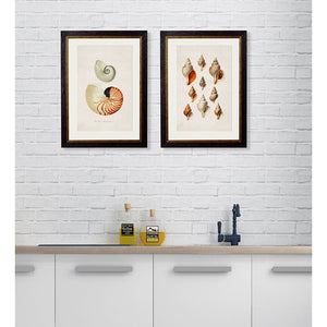 c.1848 Studies of Shells Framed Print