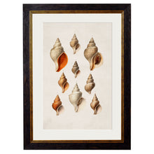 Load image into Gallery viewer, c.1848 Studies of Shells Framed Print
