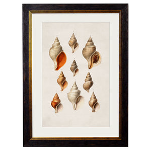 c.1848 Studies of Shells Framed Print