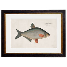 Load image into Gallery viewer, c.1785 Fresh Water Fish Framed Print
