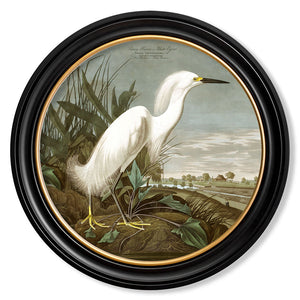 c.1838 Audubon's Herons in Round Framed Print