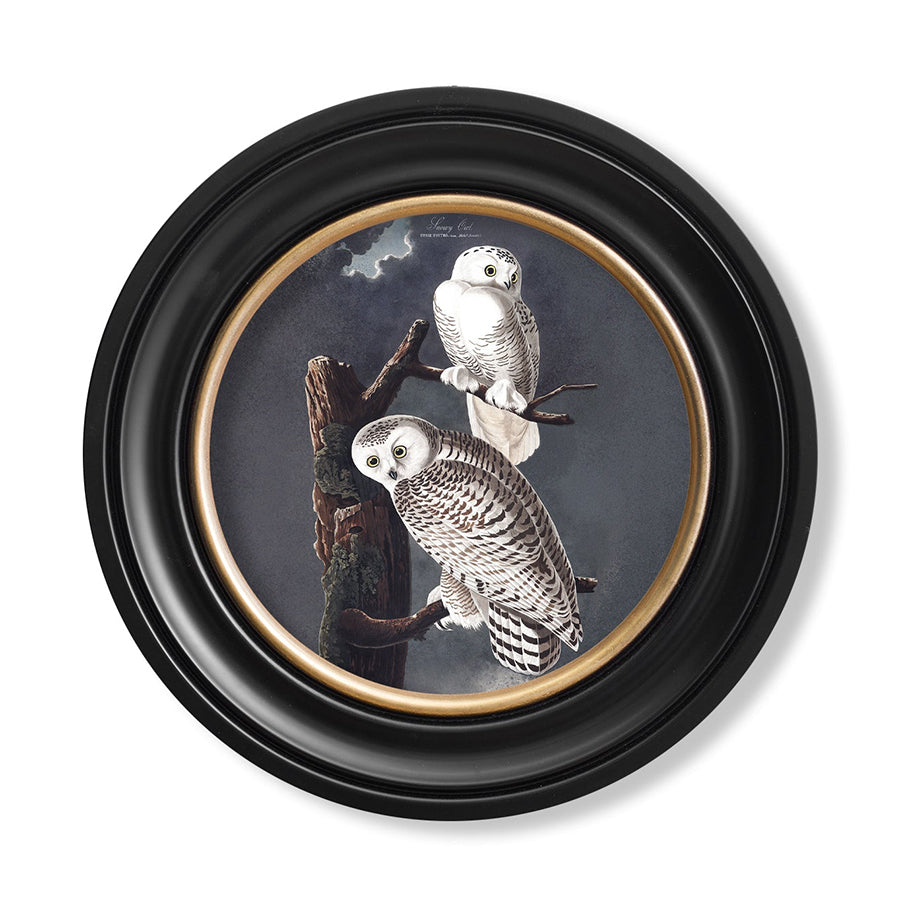 c.1838 Audubon's Owls - Round Framed Print